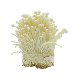 Weiße Enoki Pilze, ASIN: B0D8TTZ3Y8