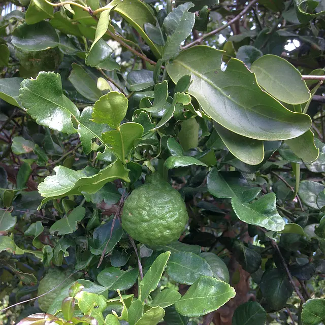 Kaffernlimette und Kaffernlimettenblätter am Baum